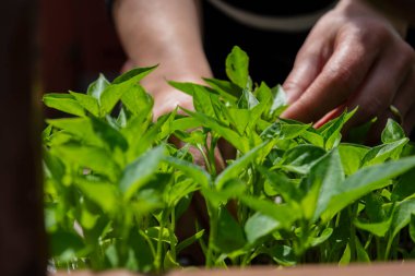 Kırmızı ojeli genç bir kadın bahçedeki biber tohumlarıyla ilgileniyor. Seçici Odaklama Elleri