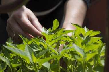 Kırmızı ojeli genç bir kadın bahçedeki biber tohumlarıyla ilgileniyor. Seçici Odaklama Elleri