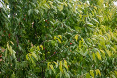 Bahar dalında olgunlaşmamış kirazlar. Sarı ve kırmızıya boyanmış. Seçici Odaklı Kiraz