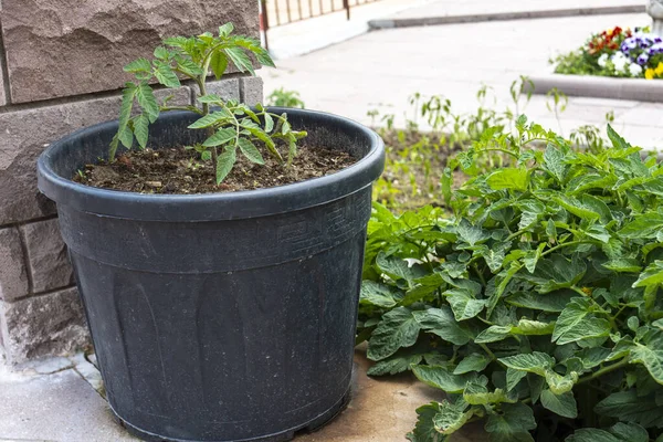 Tomato Seedlings Black Plastic Pot Selective Focus — Stock Photo, Image