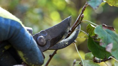 Bahçe makası ile budama dalları. Ellerinde bahçıvan eldivenleri, bakım işleri, baharda ya da sonbaharda ağaç budamak. Budama makası yakın plan. Bahçıvanlık
