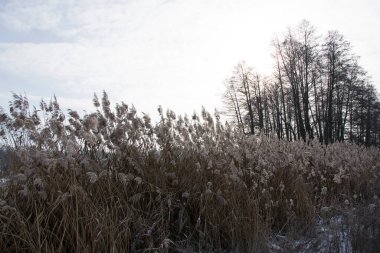 Phragmites australis. Pampa otları rüzgarda sallanıyor. Çiçekli sazlıklar ve çimen bitkilerinin ayrıntıları. Reed 'in koruduğu kıyıda. Bataklık bölgesi. Sonbahar sezonu. Yakın çekim doğa, nehir kıyısında bitki..