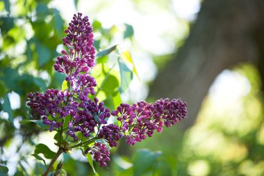 Leylak çiçekleri bahar manzarası. Bahar leylak çiçekleri. Leylak çiçek açar. Güzel bir demet leylak. Çiçekli bahar arkaplanı. Bahçedeki ya da parktaki narin kokulu çiçekler. yakın plan