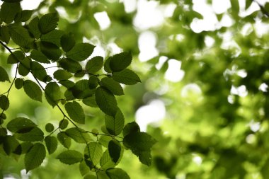 Ağaç kaplamasında yeşil yapraklar, doğal arka plan. Ağaç taçlarına ışık tut. Güneşli bir yaz ya da bahar günü, ormanda ya da parkta. Doğanın güzelliği, temiz hava. Ağaçta yapraklar olan dallar..