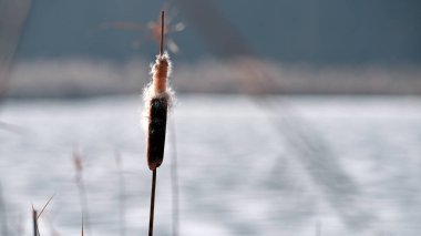 Typha yakın çekim. Phragmites australis. Kuru kamışlı fotoğraf, Typha Latifolia, aynı zamanda bulrush, reedspace, cattail veya corn dog grass olarak da bilinir, donmuş gölün kıyısında. Sonbahar sezonu. Kış zamanı