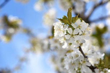 Prunus avium. Beyaz oryantal kiraz. Bahçedeki ağaçta beyaz bahar çiçekleri. Kiraz çiçekleri. Doğal arka plan. Bahar ayini fikri. Yakın plan. Çiçek mevsimi. seçici odak