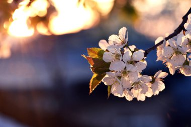 Akşam vakti, batan güneşin ışınlarında beyaz çiçekler. Baharda kiraz çiçeği ağacı. Dalda yemyeşil bir çiçek. Çiçek mevsimi. Meyve ağacı, bahçe işleri. yakın çekim, makro fotoğraf