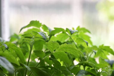 Küçük bir bitki, domates yaprakları, yeşil filizler. Ekoloji, çevre koruma. Sera işi. Domates fideleri, küçük bitkiler. bahar, işe başlama, tarım, yeşil altyapı