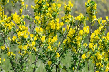 Chamaecytisus ratisbonensis. Genç yeşil yapraklı arkaplan dalları. İlk bahar yaprakları, tomurcuklar ve dallar. Doğa kıştan sonra canlanır. Küçük sarı çiçekler açar. yakın plan