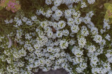 Çok güzel bir çiçek yatağı. Çevre düzenlemesi ve yeşillendirmesi. Güzel yeşil kentsel alanın resmedilmesi için soyut arkaplan.