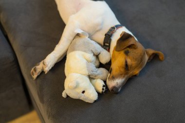 Cins şirin köpek Jack Russell. Arkaplan