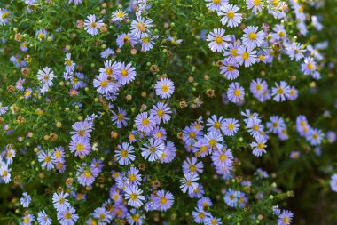 Çok güzel bir çiçek yatağı. Çevre düzenlemesi ve yeşillendirmesi. Güzel yeşil kentsel alanın resmedilmesi için soyut arkaplan.