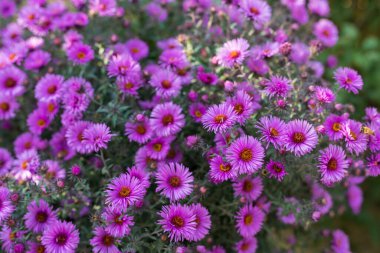 Çok güzel bir çiçek yatağı. Çevre düzenlemesi ve yeşillendirmesi. Güzel yeşil kentsel alanın resmedilmesi için soyut arkaplan.