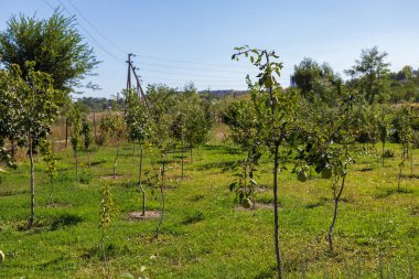 Quince 'in genç bahçesi. Bulanık arkaplan ile seçmeli odak