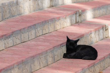 Batıl inancın kara kedi sembolü evin basamaklarında duruyor. Seçici odak