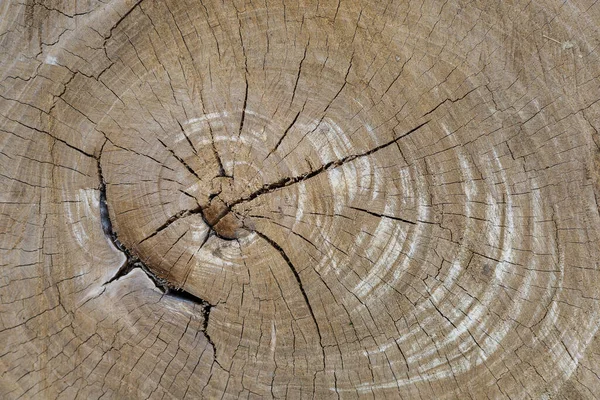 Baumscheiben Baumstumpf Textur Mit Jahren Ringe Hintergrund — Stockfoto