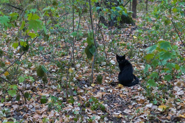 Silhouette Gatto Nero Focus Selettivo Con Sfondo Sfocato Concetto Superstizione — Foto Stock