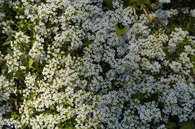 Çok güzel bir çiçek yatağı. Çevre düzenlemesi ve yeşillendirmesi. Güzel yeşil kentsel alanın resmedilmesi için soyut arkaplan.