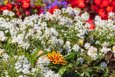 Çok güzel bir çiçek yatağı. Çevre düzenlemesi ve yeşillendirmesi. Güzel yeşil kentsel alanın resmedilmesi için soyut arkaplan.