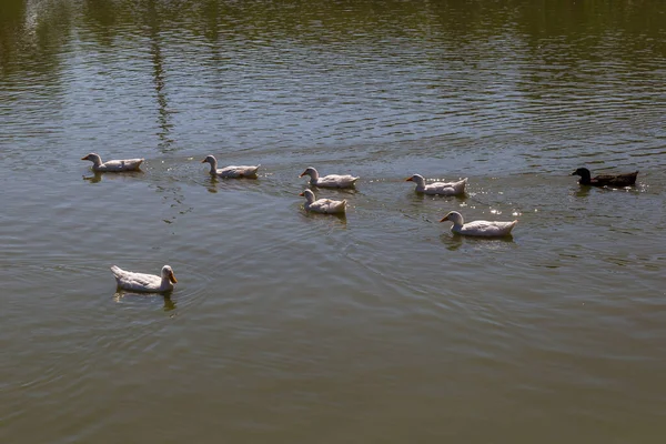 Estanque Con Patos Lugar Para Piscicultura Contexto — Foto de Stock