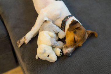Cins şirin köpek Jack Russell. Arkaplan