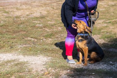 Arkaplanda köpek tasması ve ağızlık yok. Seçici odak