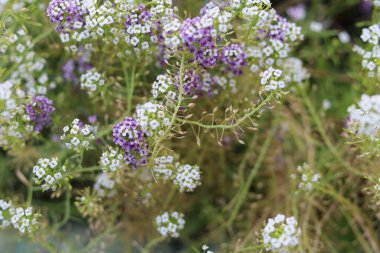 Çok güzel bir çiçek yatağı. Çevre düzenlemesi ve yeşillendirmesi. Güzel yeşil kentsel alanın resmedilmesi için soyut arkaplan.