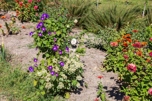 A very beautiful flower bed. Landscaping and greening of the environment. Abstract background for illustration of nice green urban space.