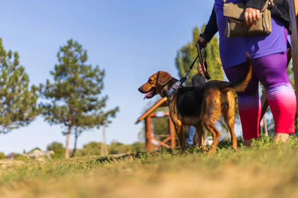 Sfondo Con Cane Guinzaglio Senza Museruola Focus Selettivo — Foto Stock