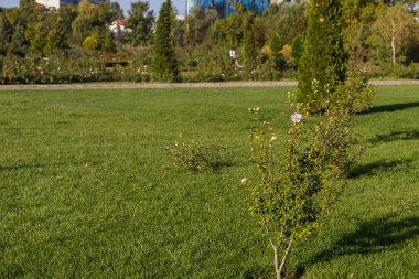 Güzel düzenlenmiş kamusal alanı olan soyut bir arkaplan. Mükemmel peyzajı olan bir şehir parkı. Çevre dostu iyi bir şehir ortamı. Seçici odak
