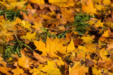 Düşen sonbahar yapraklarının renkli arkaplan resmi mevsimsel kullanım için mükemmel, seçici odak