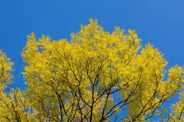 Ahornboom Herfst Het Park Selectieve Focus — Stockfoto