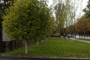 Sonbaharda parkta akçaağaç, seçici odak.