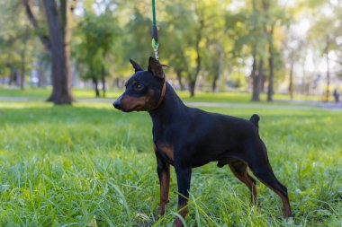 Pinscher köpeği. Bulanık arkaplanı olan seçici odaklanma. Sığ alan derinliği.