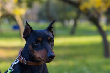 Pinscher köpeği. Bulanık arkaplanı olan seçici odaklanma. Sığ alan derinliği.