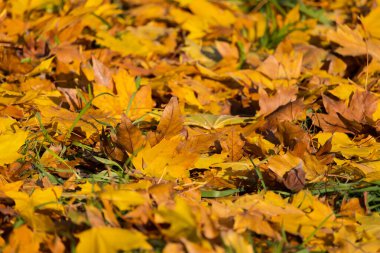 Düşen sonbahar yapraklarının renkli arkaplan resmi mevsimsel kullanım için mükemmel, seçici odak