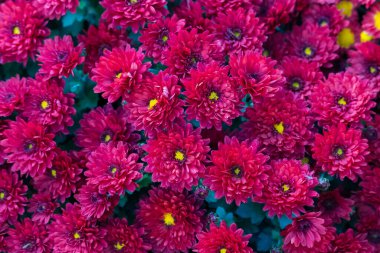 Çok güzel bir çiçek yatağı. Çevre düzenlemesi ve yeşillendirmesi. Güzel yeşil kentsel alanın resmedilmesi için soyut arkaplan.