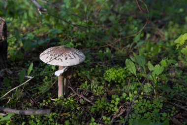 Vahşi orman mantarı. Bulanık arkaplan ile seçici odak, alanın sığ derinliği.