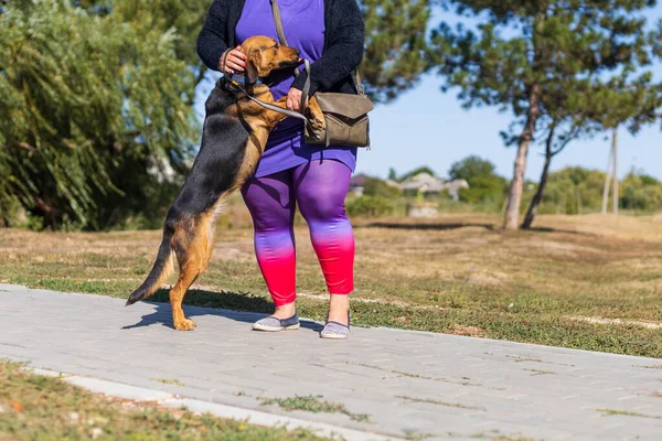 銃口のない紐の上の犬との背景 選択的焦点 — ストック写真