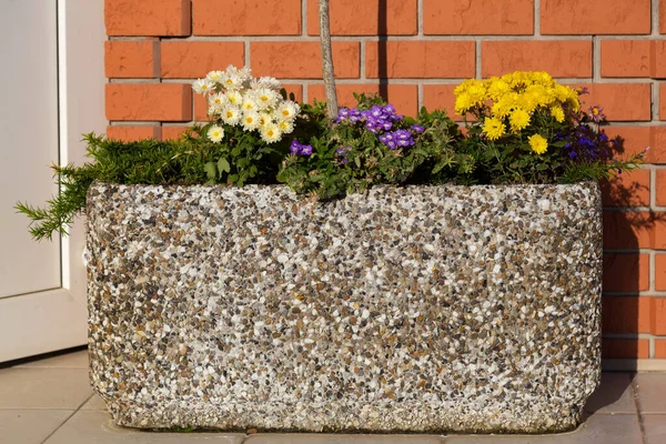 A very beautiful flower bed. Landscaping and greening of the environment. Abstract background for illustration of nice green urban space.