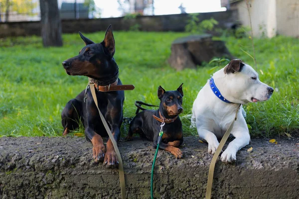 Cani Razze Diverse Sono Tranquillamente Vicino Attesa Loro Proprietari Focus — Foto Stock