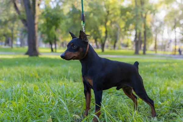 Pinscher Kutya Szelektív Fókusz Homályos Háttérrel Sekély Mélységélesség — Stock Fotó