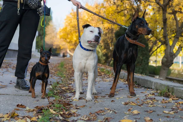 Cães Com Uma Trela Foco Seletivo Com Fundo Turvo Profundidade — Fotografia de Stock