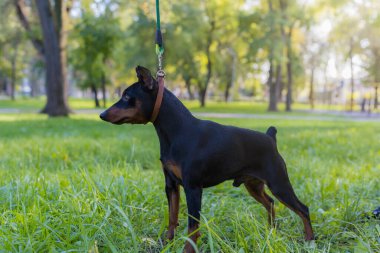 Pinscher köpeği. Bulanık arkaplanı olan seçici odaklanma. Sığ alan derinliği.