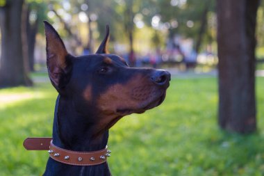 Doberman köpeği. Bulanık arkaplanı olan seçici odaklanma. Sığ alan derinliği.