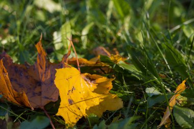 Düşen sonbahar yapraklarının renkli arkaplan resmi mevsimsel kullanım için mükemmel, seçici odak
