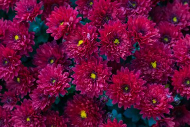 Çok güzel bir çiçek yatağı. Çevre düzenlemesi ve yeşillendirmesi. Güzel yeşil kentsel alanın resmedilmesi için soyut arkaplan.