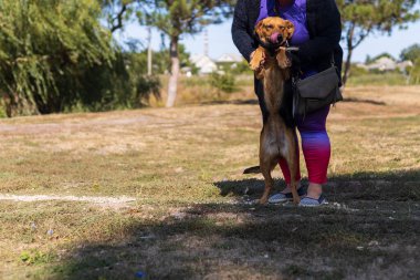 Arkaplanda köpek tasması ve ağızlık yok. Seçici odak