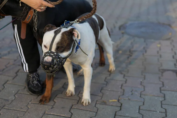 Pitbull Razza Canina Focus Selettivo Con Sfondo Sfocato Profondità Campo — Foto Stock