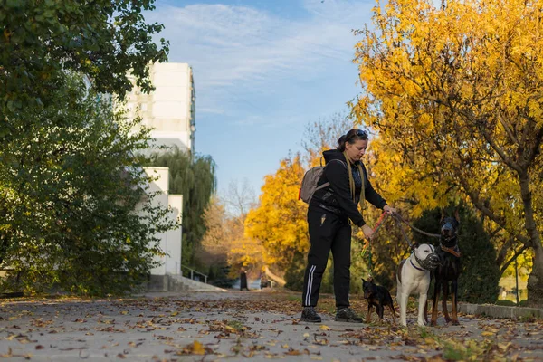 Giovane Donna Con Cani Una Passeggiata All Aperto Focus Selettivo — Foto Stock